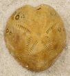 Two Lovenia Sea Urchin Fossil - Beaumaris, Australia #31074-1